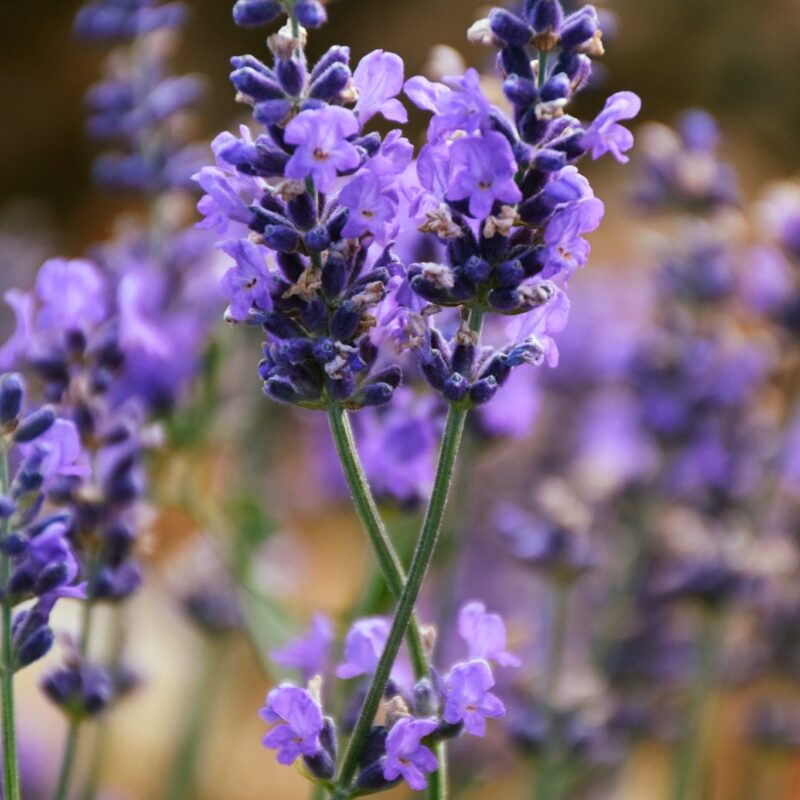 aroma plantes 5